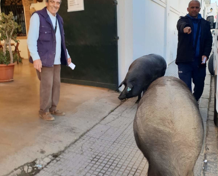 Ejemplares de cerdo ibérico paseando por Trigueros